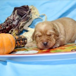 Boy 2 - Yellow male Labrador Retriever puppy in Parma, Idaho from Campbell Valley Labradors