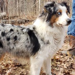 Australian Shepherd puppies from Rocky Top Hearts