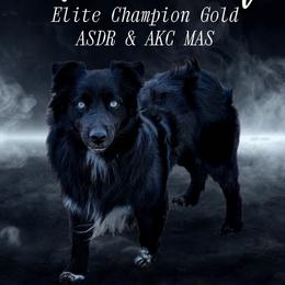 Phantom - Miniature Australian Shepherd