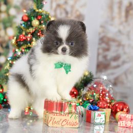 AKC Quill Free flight to Boise Idaho & LAX! - Blue parti male Pomeranian puppy in Sacramento, California from My Precious Poms