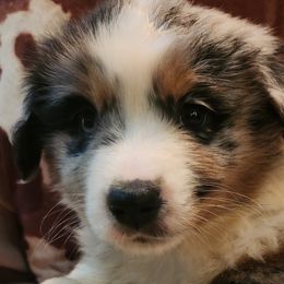Maui - Blue merle Miniature Australian Shepherd puppy in Trenton, Tennessee from Lauren's Little Aussies