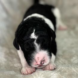 Black and White Parti 6 - Black male Poodle puppy in Monroe, North Carolina from The Klepper Homestead