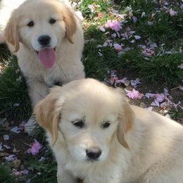 Golden Retrievers from Savannah Sunset Goldens