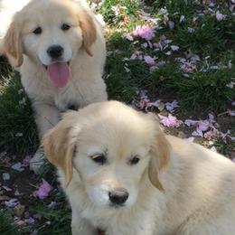 Golden Retrievers from Savannah Sunset Goldens