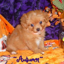 Pomeranian puppies from Walnut Grove Cavaliers