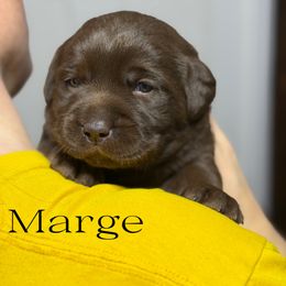 Marge - Chocolate female Labrador Retriever puppy in Baldwin City, Kansas from Hedge Lane Labradors