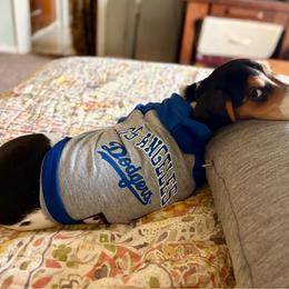 Dodger - Dachshund