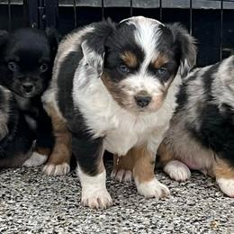 Levi - Blue merle male Toy Australian Shepherd puppy in Nocona, Texas from Rafter O Toy Aussies and Mini Heelers