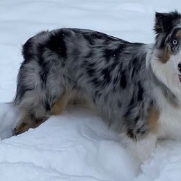 Australian Shepherd All Grown Up from Shockwave Australian Shepherds