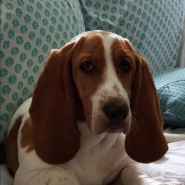 Pinkey - Basset Hound