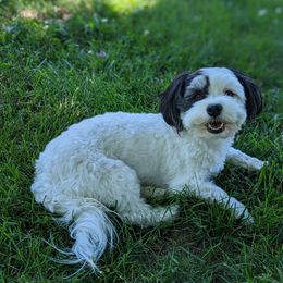 Sophie - Havanese