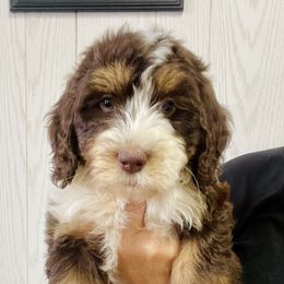 Daisy - Merle female Bernedoodle puppy in Winfield, Alabama from Rose Lane Doodles