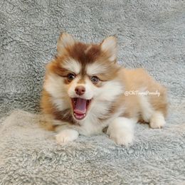 Pomsky Puppies from Chi-Town Pomsky