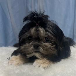 Tessa - Black and tan female Shih Tzu puppy in Tenino, Washington from Fantasy Realm Shih Tzus