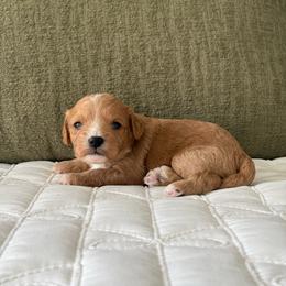 Latte - Brown female Cavapoo puppy in Gap, Pennsylvania from Coles Cavapoo’s