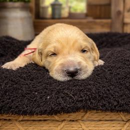 Girl 1 Rachel - Golden female Golden Retriever puppy in Angier, North Carolina from Howard's Retrievers