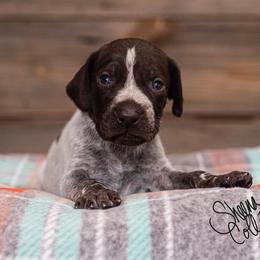 German Shorthaired Pointer Puppies from Hardwood Kennels
