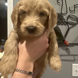 Girl 2 - female Goldendoodle puppy in Pueblo West, Colorado from German Family Goldendoodles