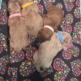 Pink collar male - Apricot male Goldendoodle puppy in Great Falls, Montana from Montana Goldendoodles