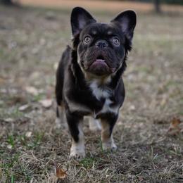Boogers - French Bulldog