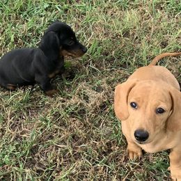 Dachshunds from Double R Ranch