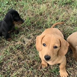 Dachshunds from Double R Ranch