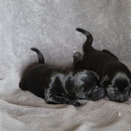 Labrador Retriever Puppies from TLC Retrievers