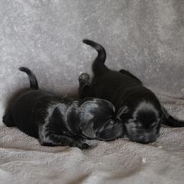 Labrador Retriever Puppies from TLC Retrievers