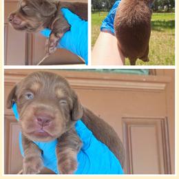 3000.. Brownie - Chocolate and tan male Dachshund puppy in Winter Haven, Florida from Gateway 2 Little Paws