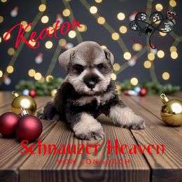 Keaton AKC - Salt and pepper male Miniature Schnauzer puppy in Pelzer, South Carolina from Schnauzer Heaven Von Longbach