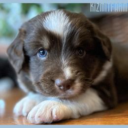 Miniature Australian Shepherd Puppies from Kizmit Farmz