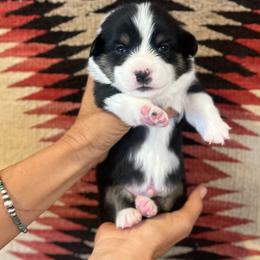 Bashful - Black and tan male American Corgi puppy in Tome, New Mexico from Blue Diamond Welsh corgis
