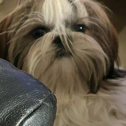 Copper - Shih Tzu