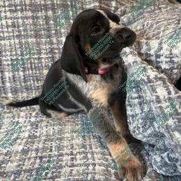 Riley - Blue ticked and tan female Bluetick Coonhound puppy in Mount Pleasant, Texas from Harmons Hounds