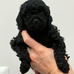 Bonnie - Black female Cavapoo puppy in Fayetteville, North Carolina from Carolina Cavapoos
