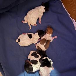 Pup C - White and tan female Toy Fox Terrier puppy in Clermont, Florida from Debbie Hiles's Toy Fox Terriers