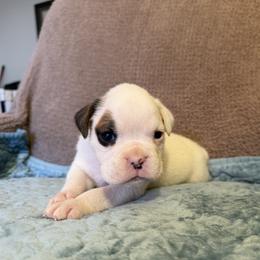 Boy 4 - White male Boxer puppy in Prestonsburg, Kentucky from Bre’s Boxers
