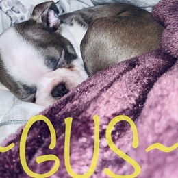 Boston Terrier Puppies from Beatrice's Kennels