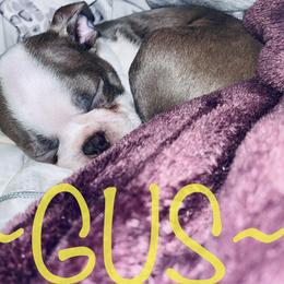 Boston Terrier Puppies from Beatrice's Kennels