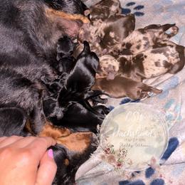 Dachshund Puppies from CSW Dachshunds