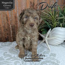 Drift - Navy Collar - Brown merle male Aussiedoodle puppy in Oxford, Alabama from Magnolia Grove Doodles