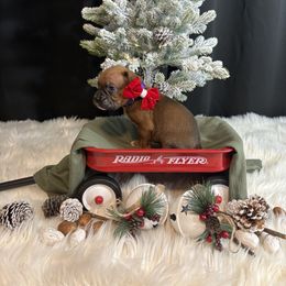 Kira - Fawn female Boxer puppy in Ocala, Florida from Bowers Boxers