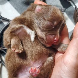 Boy 1 - Chocolate Pomsky puppy in Gastonia, North Carolina from The Pomsky Palace