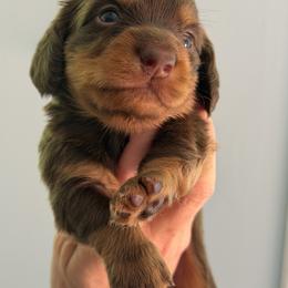 Dachshund Puppies from Memaw’s Minis Babies Doxies