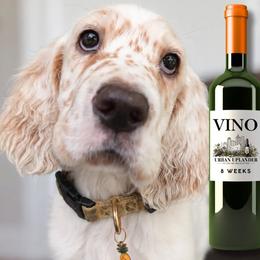 Zinfandel - White male English Setter puppy in Indianapolis, Indiana from Urban Uplander English Setters