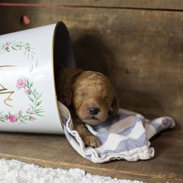 Bernedoodle and Goldendoodle Puppies from Gold Diamond Pup