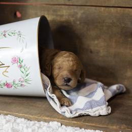 Bernedoodle and Goldendoodle Puppies from Gold Diamond Pup