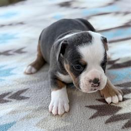 Jerimiah - Fawn and white male Olde English Bulldogge puppy in Camdenton, Missouri from Mule Pool Olde English Bulldogges