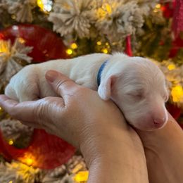 Prince William - Cream male Dachshund puppy in El Cajon, California from Lisa Buxton