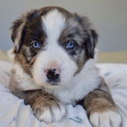 Australian Shepherds from A&K’s Aussies